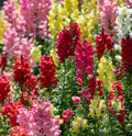 Snapdragon Seeds Rainbow Mix Non-GMO Antirrhinum majus for Cut Flowers & Hummingbird Attraction - 2000 Seeds