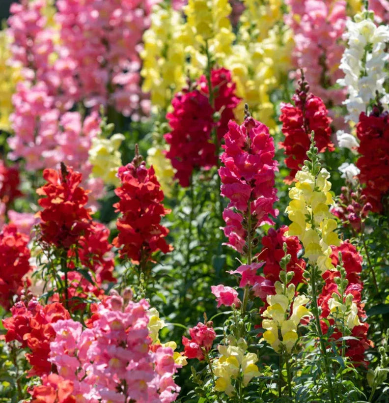 Snapdragon Seeds Rainbow Mix Non-GMO Antirrhinum majus for Cut Flowers & Hummingbird Attraction - 2000 Seeds
