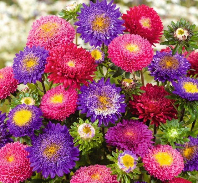 Aster Seeds Mix - Pompon Variety for Cut Flowers, Non-GMO, 200 Seeds, Attracts Bees & Butterflies, Aster rubens