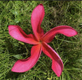Rooted Plumeria Plant Cutting - Cosmos Variety - 20 Inch Frangipani with 1 Tip