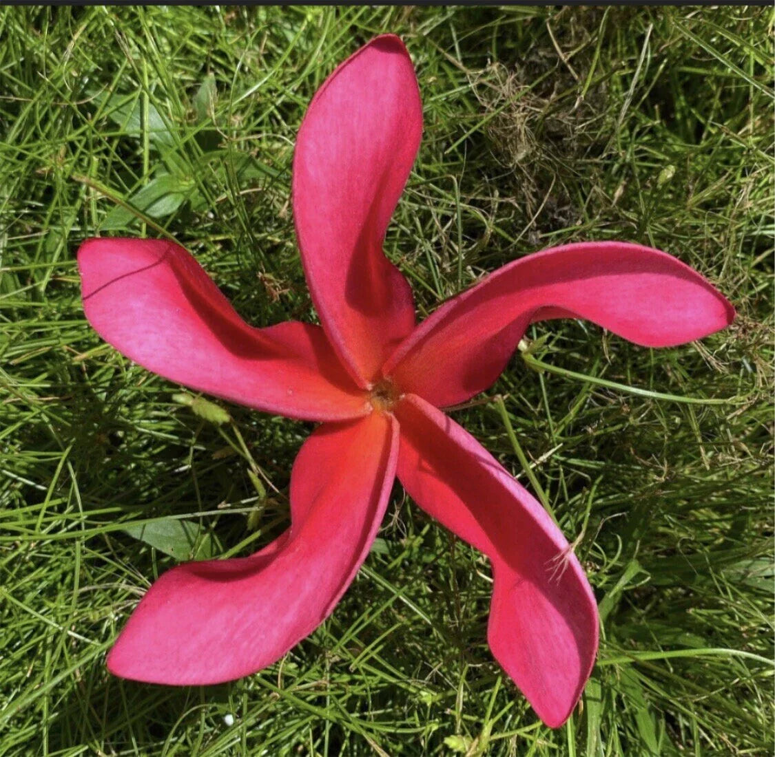 Rooted Plumeria Plant Cutting - Cosmos Variety - 20 Inch Frangipani with 1 Tip