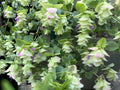 Ornamental Cascade Oregano Plant Well-Rooted Plug - Origanum rotundifolium Kent Beauty Ground Cover Herb
