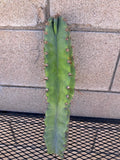 Cereus Forbesii Giant Cactus Cutting - Indoor Succulent Plant, Unique Greenhouse Variety, Columnar, Easy Care