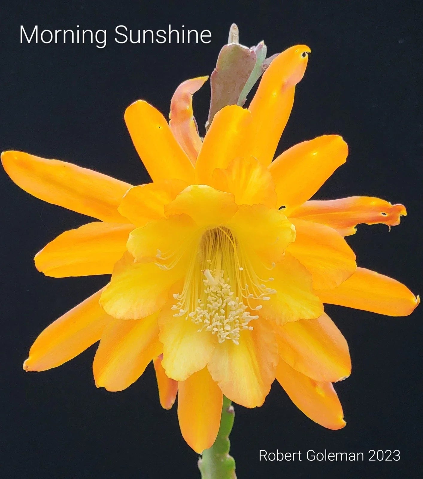 Epiphyllum 'Morning Sunshine' Small Rooted Cutting - Rare Orchid Cactus with Vibrant Yellow Blooms, Tropical Houseplant