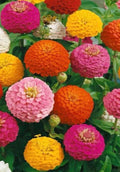 100+ Lilliput Zinnia Seeds Mix - Non-GMO, Vibrant Colors, Zinnia elegans, Compact Bushy Plants, Garden Flowers, Pollinator Attractant