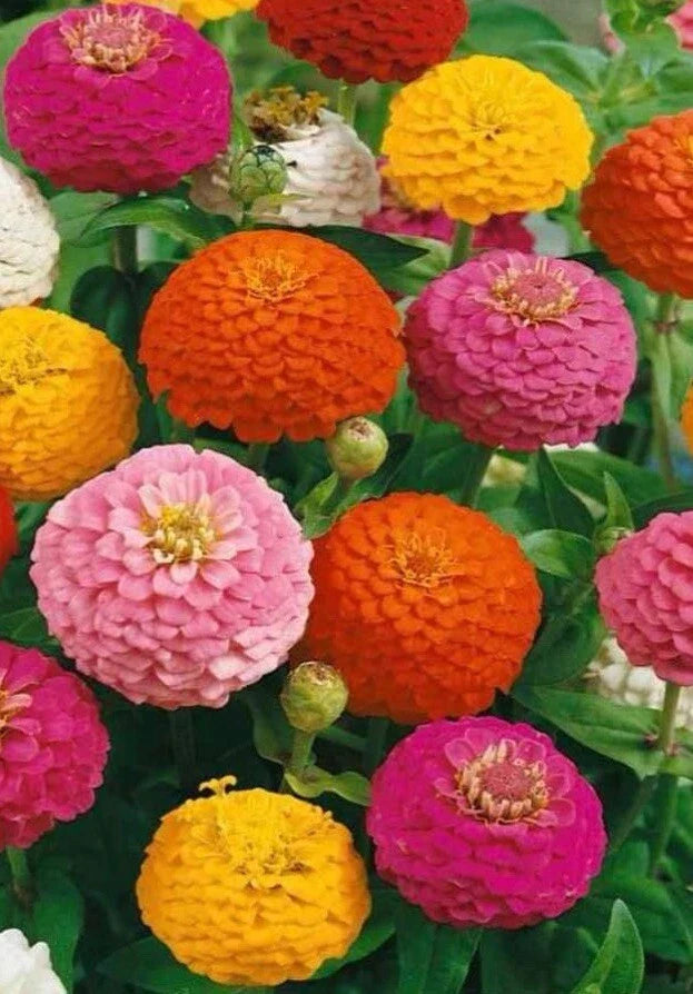100+ Lilliput Zinnia Seeds Mix - Non-GMO, Vibrant Colors, Zinnia elegans, Compact Bushy Plants, Garden Flowers, Pollinator Attractant