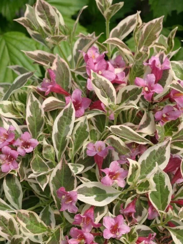 Variegated Weigela Shrub 6-12" in Pot with Creamy White-Variegated Leaves & Pink Flowers - Weigela florida 'Variegata'