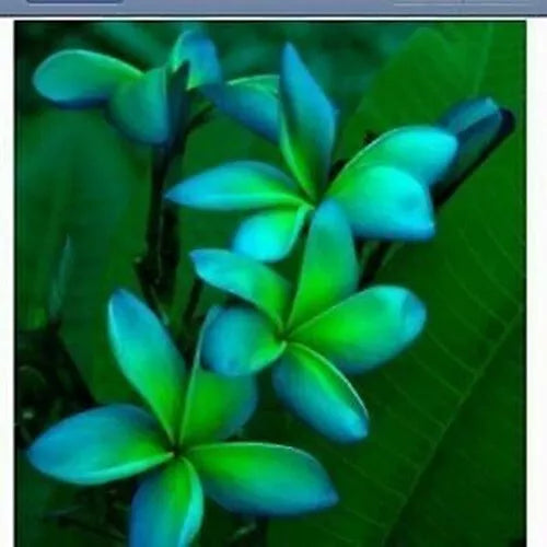 Blue Green Plumeria Seeds - Perennial Flower Seeds for Garden, Landscape & Container Planting - Plumeria rubra