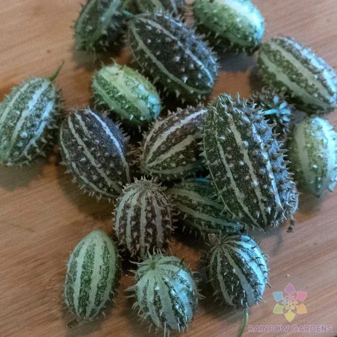 Bush Hog Cucumber Seeds - 25+ Pack, Non-GMO, Cucumis sativus, Garden Planting, Full Sun, Easy to Grow, USA Grown