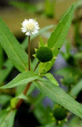 Organic Eclipta Prostrata Seeds - Yerba de Tago, Bhringaraj Herb, Non-GMO, Pack of 200+ for Gardening & Herbal Use