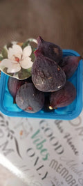 Black Mission Fig Cuttings - Dormant Propagation Scions - Ficus carica - 6 Inches or Longer
