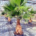 Mexican Fan Palm Tree Seeds - Washingtonia robusta - Tropical, Cold Hardy, Exotic Landscape Plant - Pack of 10