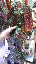 Polka Dot Begonia Live Rooted Cuttings – 2 Large Begonia Maculata Indoor Plants, Rare Green Foliage, Easy Care