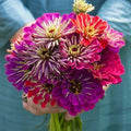 Zinnia Seeds - 5 Inch Mixed Colors - METEOR SHOWER - Non-GMO, Zinnia elegans, 100 Seeds, Easy to Grow, Vibrant Flowers