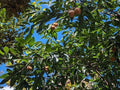 Japanese Persimmon Seeds - Edible Fruit, Ornamental Foliage, Diospyros lotus & Diospyros kaki, Deciduous Tree