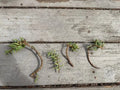 Pine Tree Succulent Cuttings - 4-Pack Crassula perfoliata var. falcata for Indoor & Outdoor Propagation