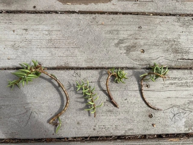 Pine Tree Succulent Cuttings - 4-Pack Crassula perfoliata var. falcata for Indoor & Outdoor Propagation
