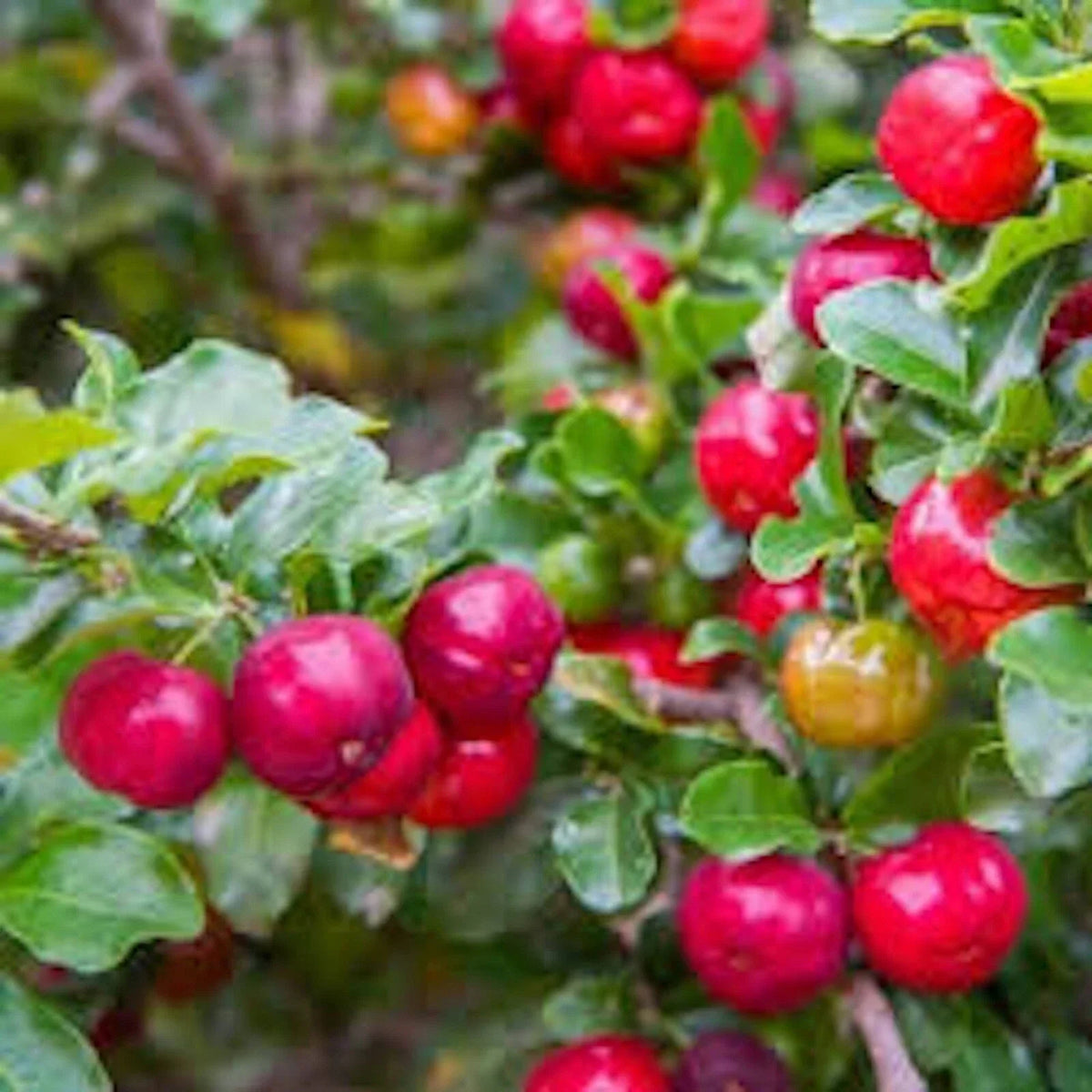 Barbados Cherry Tree Starter Plant - Edible Fruit, Malpighia Emarginata, Live Plant for Garden, Container or Landscaping