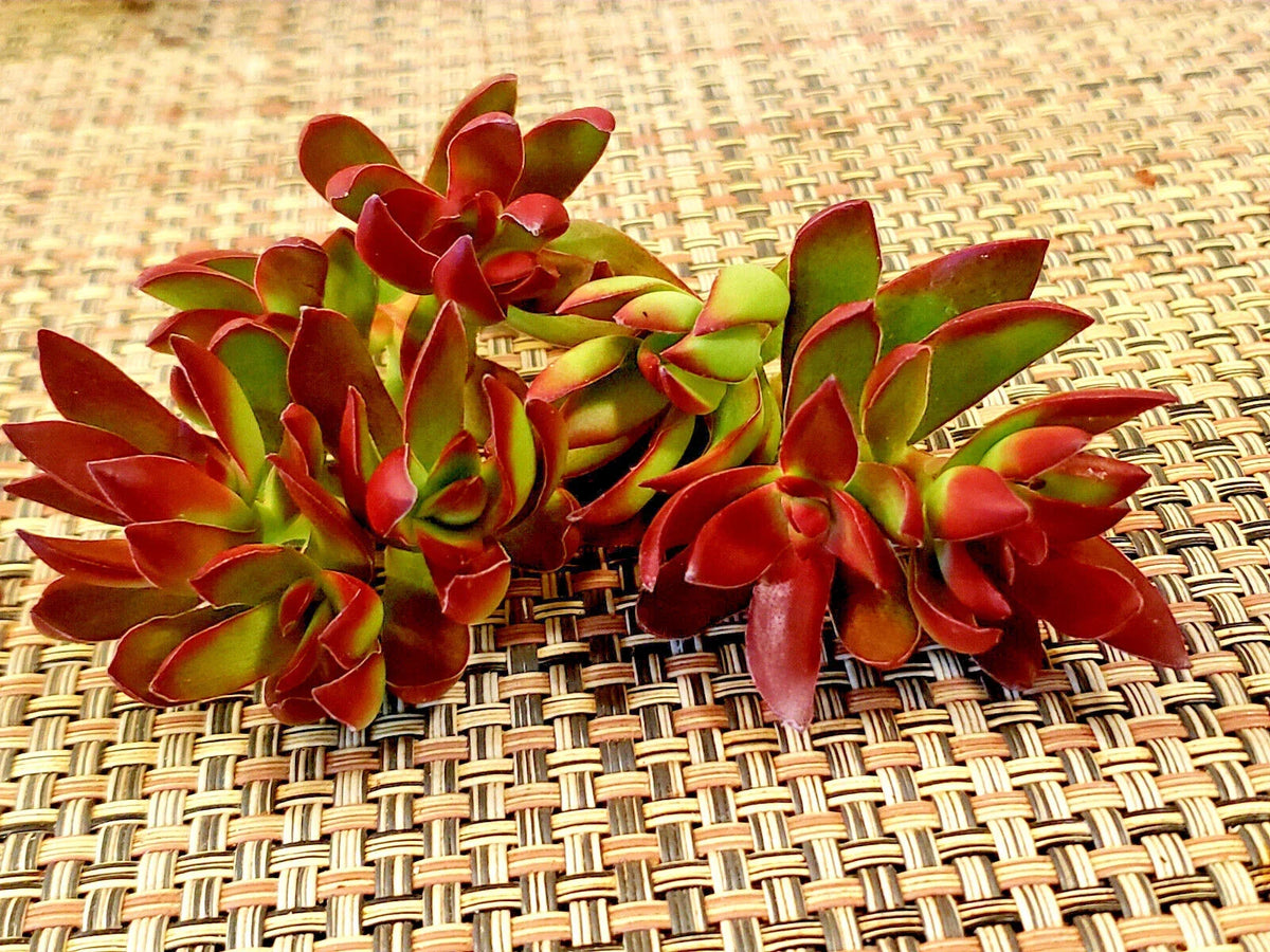 Succulent Plant Cuttings 3" Crassula Nudicaulis 'Burgundy' Platyphylla Unrooted Succulent