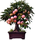 Dwarf Bonsai Apple Tree Seeds - 50 Pack Indoor Fruit Tree Malus domestica for Small Spaces