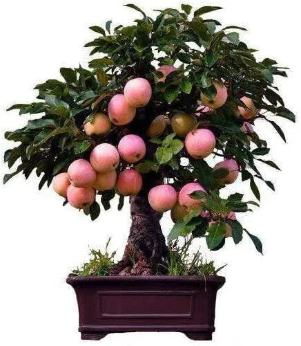 Dwarf Bonsai Apple Tree Seeds - 50 Pack Indoor Fruit Tree Malus domestica for Small Spaces