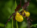 Yellow Lady Slipper Orchid Plant with Buds - Cypripedium parviflorum Native American Terrestrial Orchid for Spring Bloom