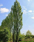 Lombardy Poplar Trees Live Cuttings 20 Pack, Fast-Growing Privacy Trees, Populus nigra 'Italica' for Screening and Landscaping