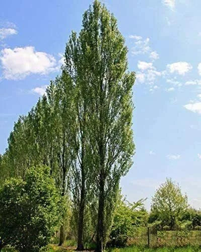 Lombardy Poplar Trees Live Cuttings 20 Pack, Fast-Growing Privacy Trees, Populus nigra 'Italica' for Screening and Landscaping
