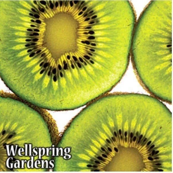 Vincent Female Kiwi Plant - 3-Inch Live Actinidia chinensis for Home Garden & Patio
