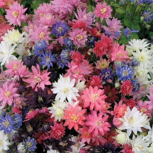 Columbine Seeds - Tall Double Mix - Non-GMO Perennial Spring Flowers - Aquilegia spp - 200 Seeds