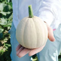 Buffy Winter Squash Seeds - Mini Cucurbita maxima - Compact Vines for Small Gardens - 10 Seeds