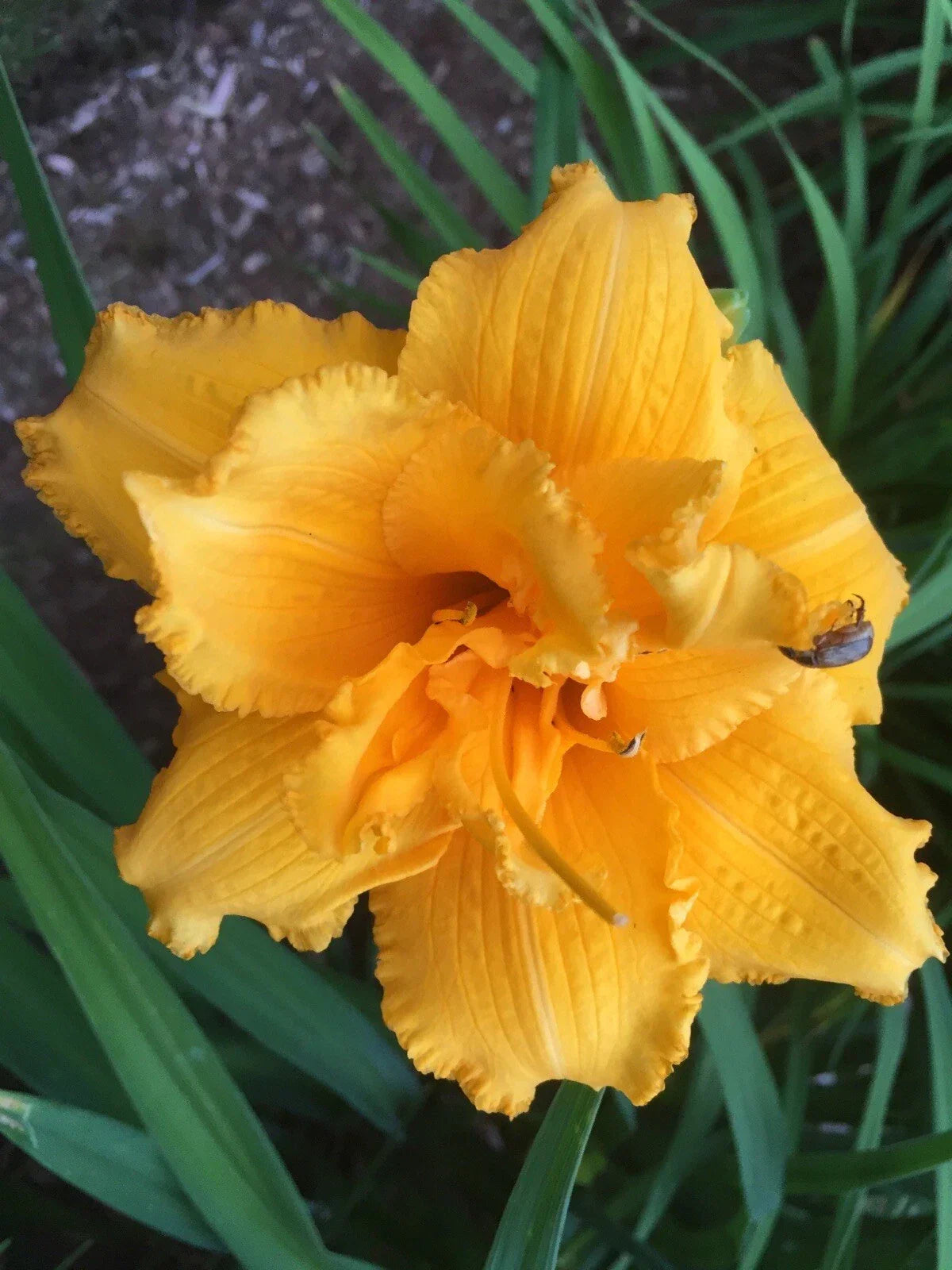 Daylily Bare Root Plant - Double Flower Condilla Deep Gold - Hemerocallis 'Condilla' - Vibrant Golden Blooms