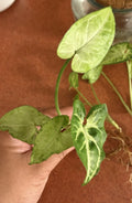 Rooted Syngonium Podophyllum Arrowhead Plant Cutting - Healthy Indoor Houseplant