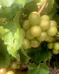Organic Muscadine Grape Cuttings - 6 Unrooted Scuppernong Vitis rotundifolia Vine Clippings