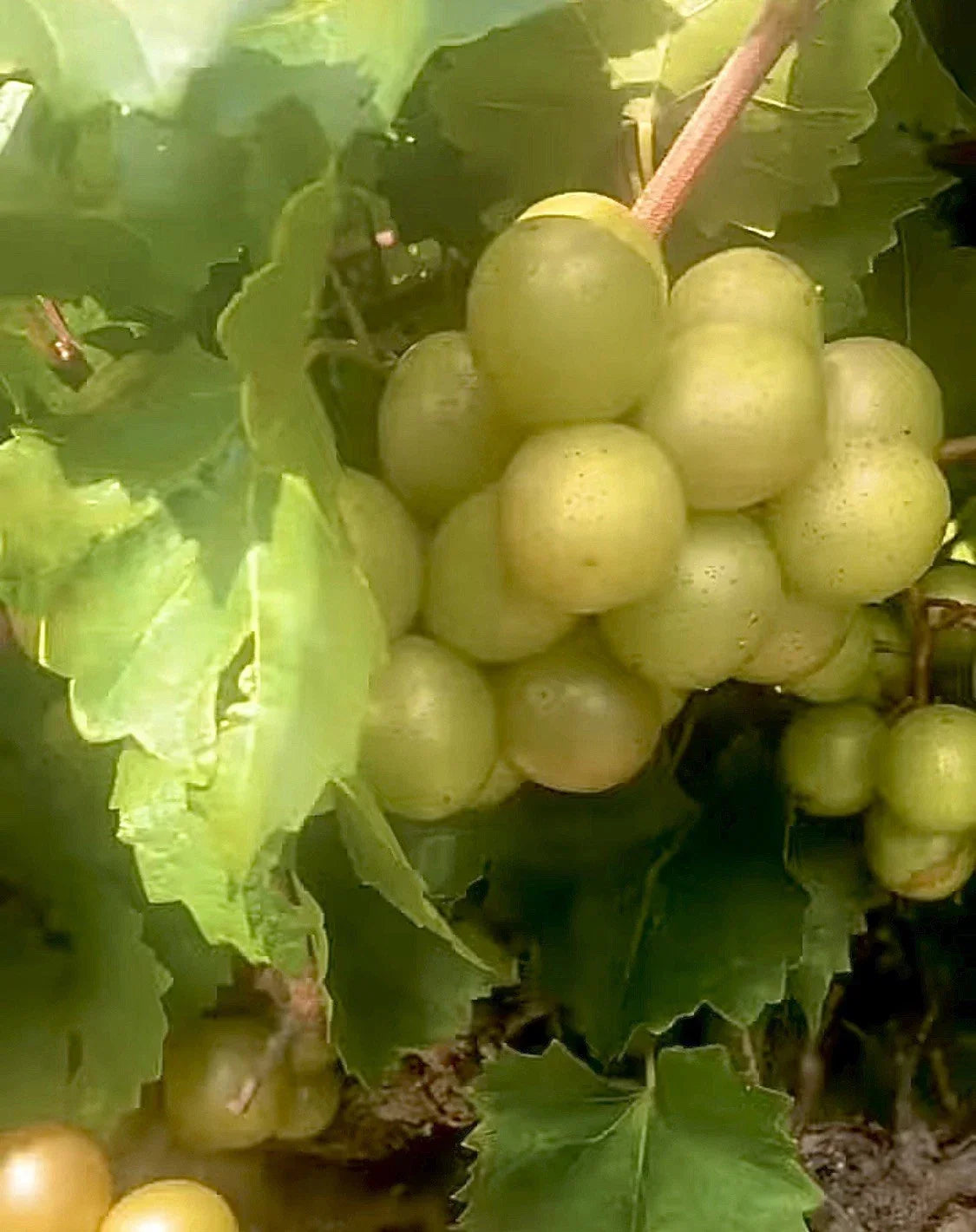 Organic Muscadine Grape Cuttings - 6 Unrooted Scuppernong Vitis rotundifolia Vine Clippings