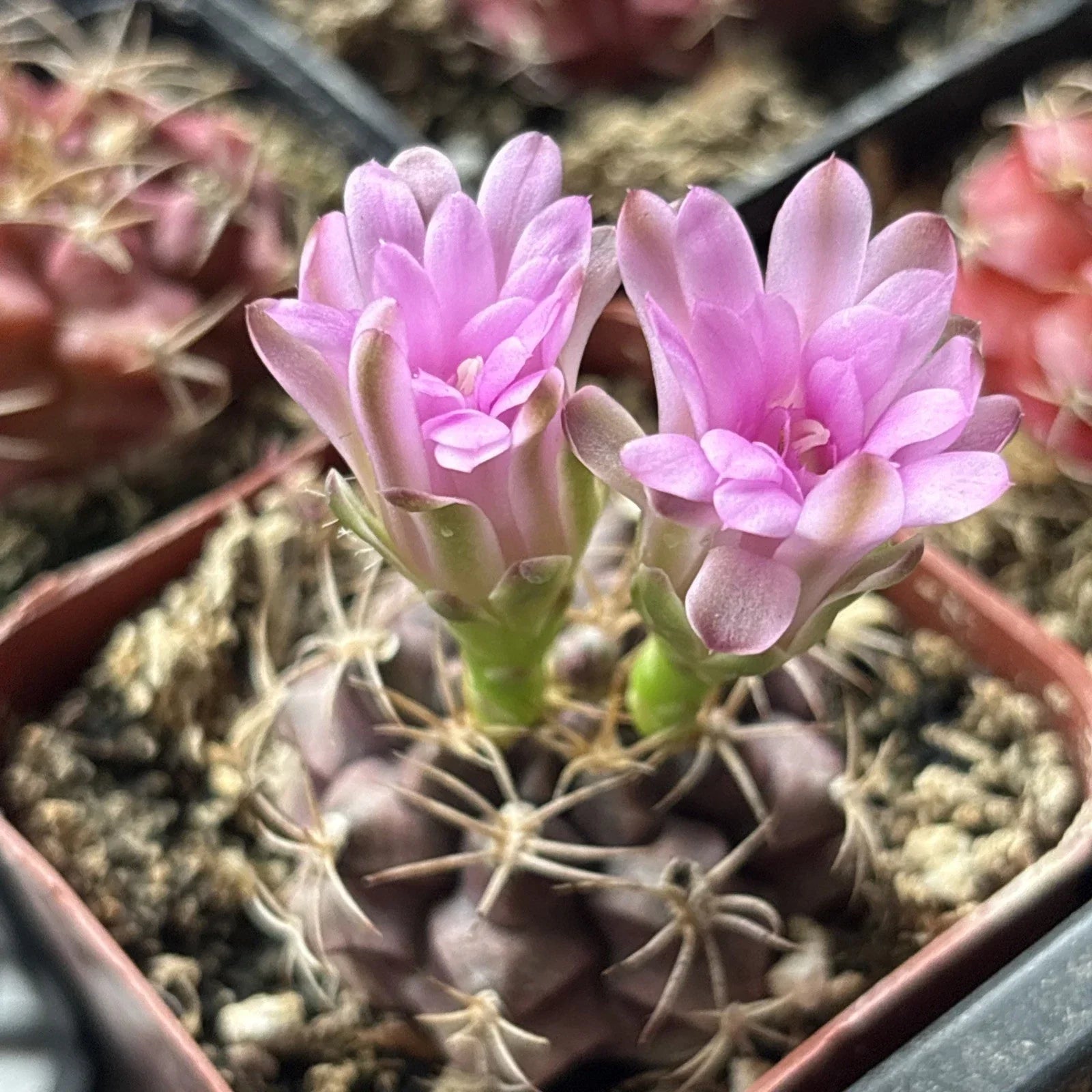 Gymnocalycium Friedrichii Cactus Plant - Fully Rooted 2-Inch Succulent Indoor Houseplant, Easy Care Drought-Resistant