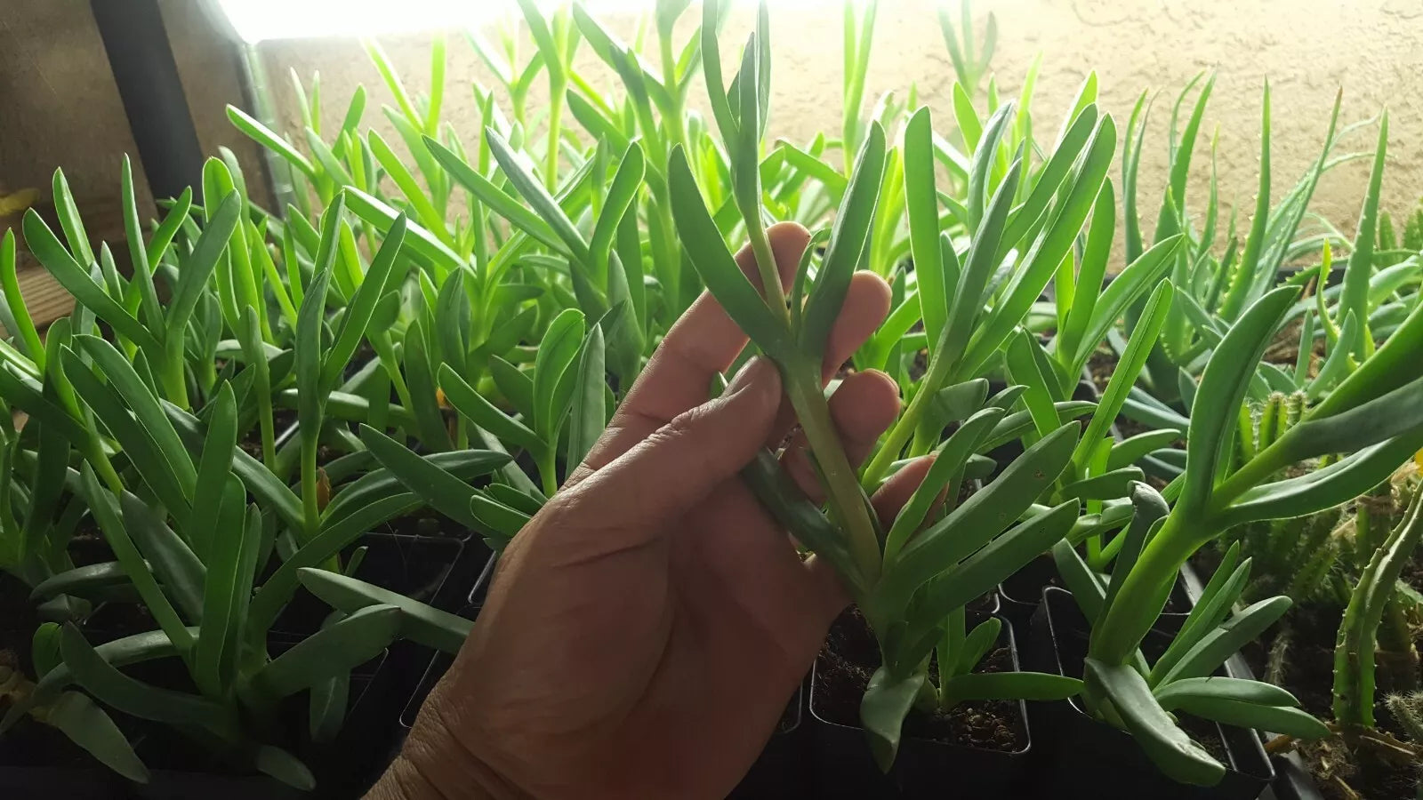 Live Cooper's Ice Plant Cuttings - Coastal Pig Face Succulent Ground Cover, Delosperma cooperi, Drought-Tolerant, Full Sun to Partial Shade