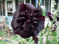 Black Prince Hollyhock Seeds | Perennial Flower Seeds | Alcea rosea | Dark Burgundy Blooms | 25 Pack