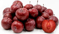 American Plum Tree 1 Gallon Prunus americana Flowering Fruit Shrub Self-Pollinating Zones 3-8