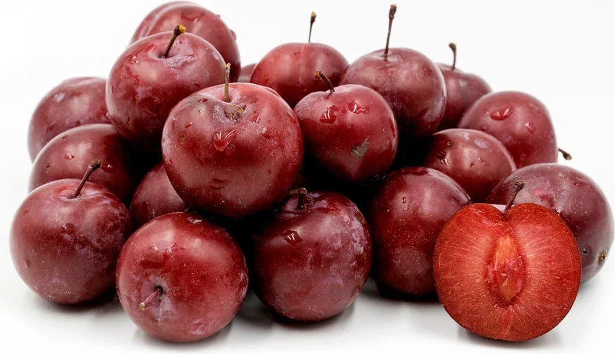 American Plum Tree 1 Gallon Prunus americana Flowering Fruit Shrub Self-Pollinating Zones 3-8
