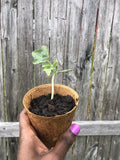 Sugar Baby Watermelon Seedling Live Plant – Citrullus lanatus, Small Vining, Sweet Fruit for Home Garden & Containers