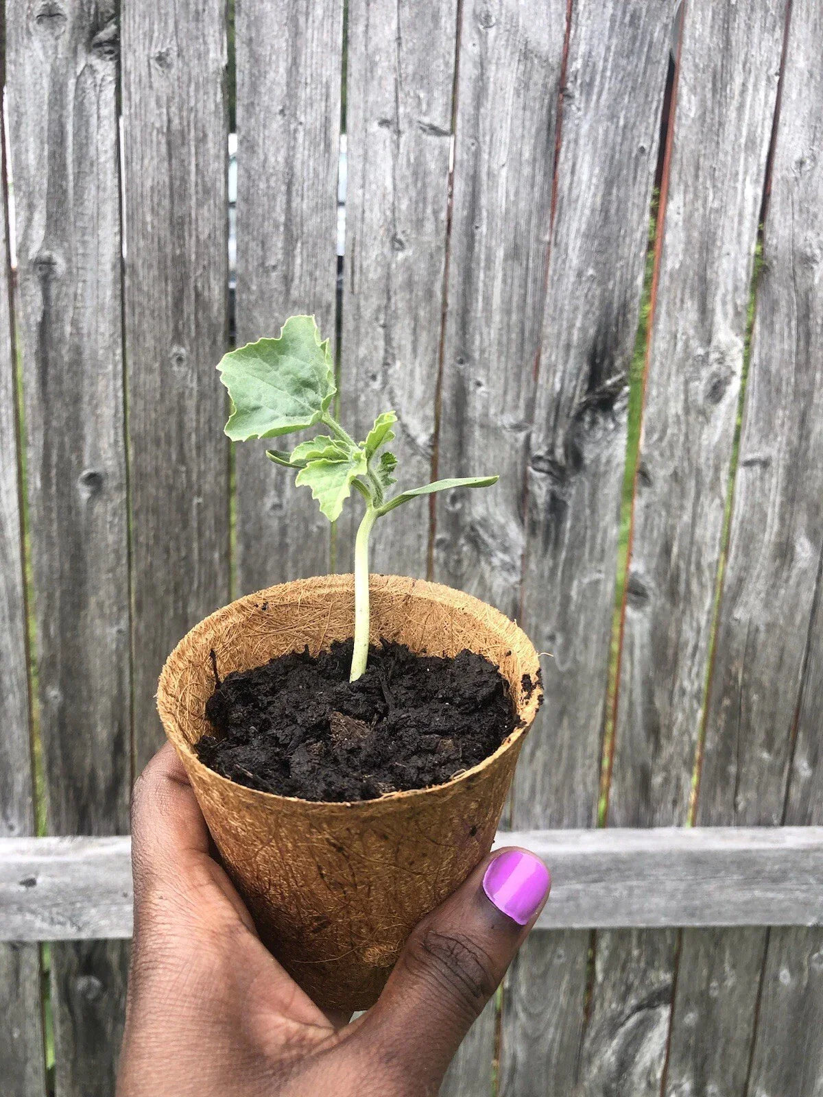 Sugar Baby Watermelon Seedling Live Plant – Citrullus lanatus, Small Vining, Sweet Fruit for Home Garden & Containers