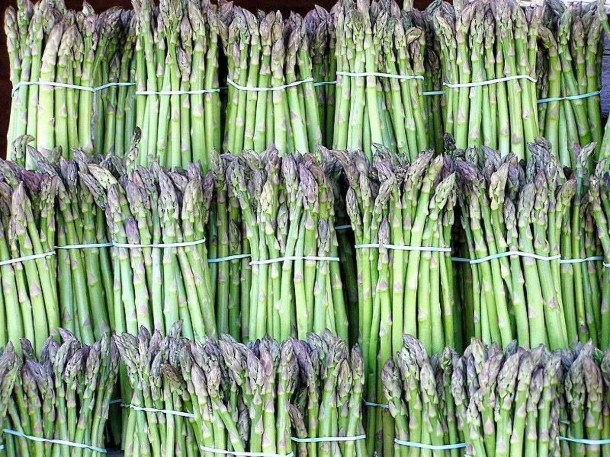 Asparagus Seeds - Organic Heirloom UC72 - Non-GMO, Mary’s Granddaughter Variety, Over 100 Seeds, Perennial Vegetable Seed