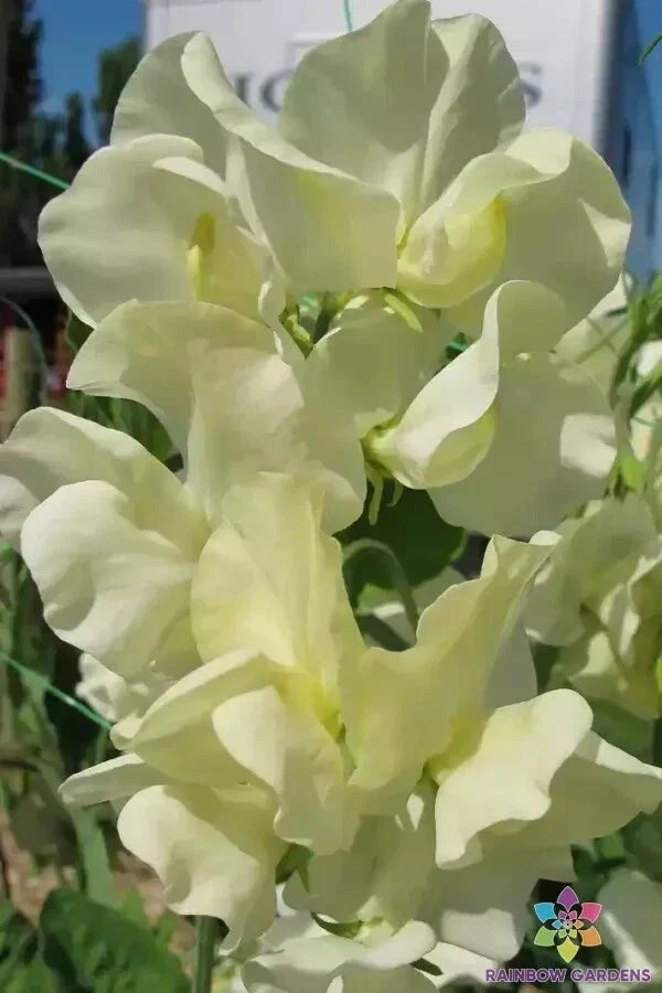 Cathy Sweet Pea Seeds - 50+ Premium Lathyrus odoratus Climbing Vine for Garden Trellises & Arbors