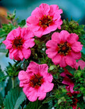 Potentilla Miss Willmott Seeds - Bright Pink Flowers with Red Centers - Perennial Herbaceous Plant - Potentilla fruticosa