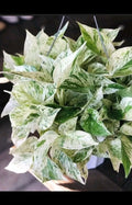 Marble Pothos Cuttings 4 Pack Epipremnum aureum Variegated Indoor Plant Propagation