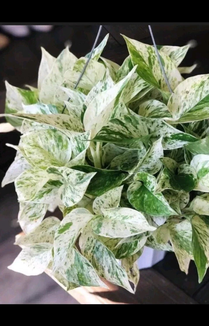 Marble Pothos Cuttings 4 Pack Epipremnum aureum Variegated Indoor Plant Propagation