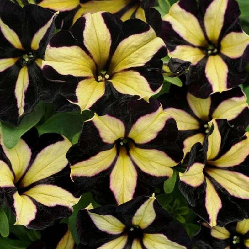 Black Yellow Petunia Seeds - 50 Pack for Containers & Hanging Baskets - Petunia x hybrida, Annual, Vibrant Color