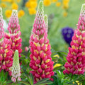 Tequila Flame Lupine Seeds - 25 Perennial Flower Seeds, Lupinus 'Tequila Flame', Hardy, Attracts Pollinators, Drought Tolerant