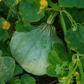 Sweet Meat Winter Squash Seeds - NON-GMO, Pumpkin Pie Variety, Cucurbita maxima, Heirloom Seeds for Garden Planting